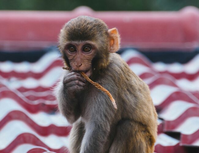 Your Like Is a Political Act – and Animals Are Paying for It