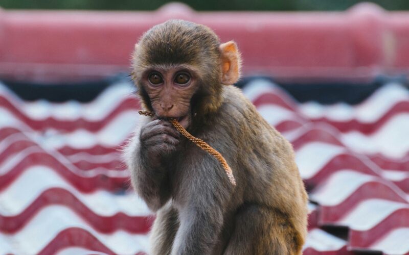 Your Like Is a Political Act – and Animals Are Paying for It